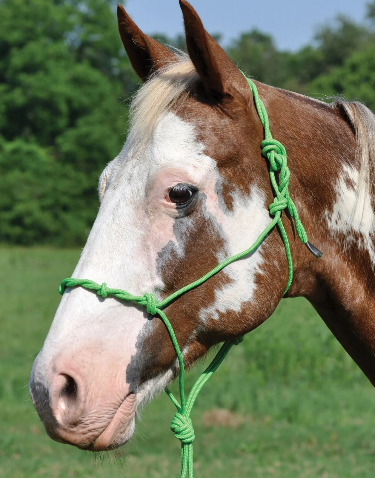 Twisted Poly Rope Halter - Buy Pet Shop