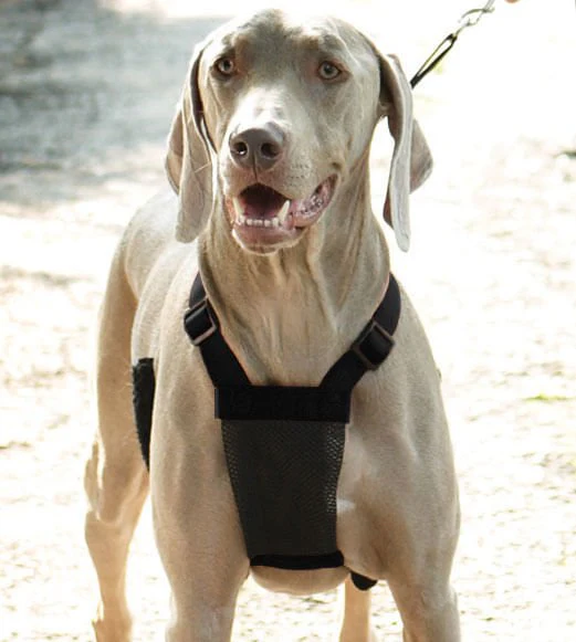 Sporn Non-Pulling Mesh Harness, Large/X-Large - Buy Pet Shop
