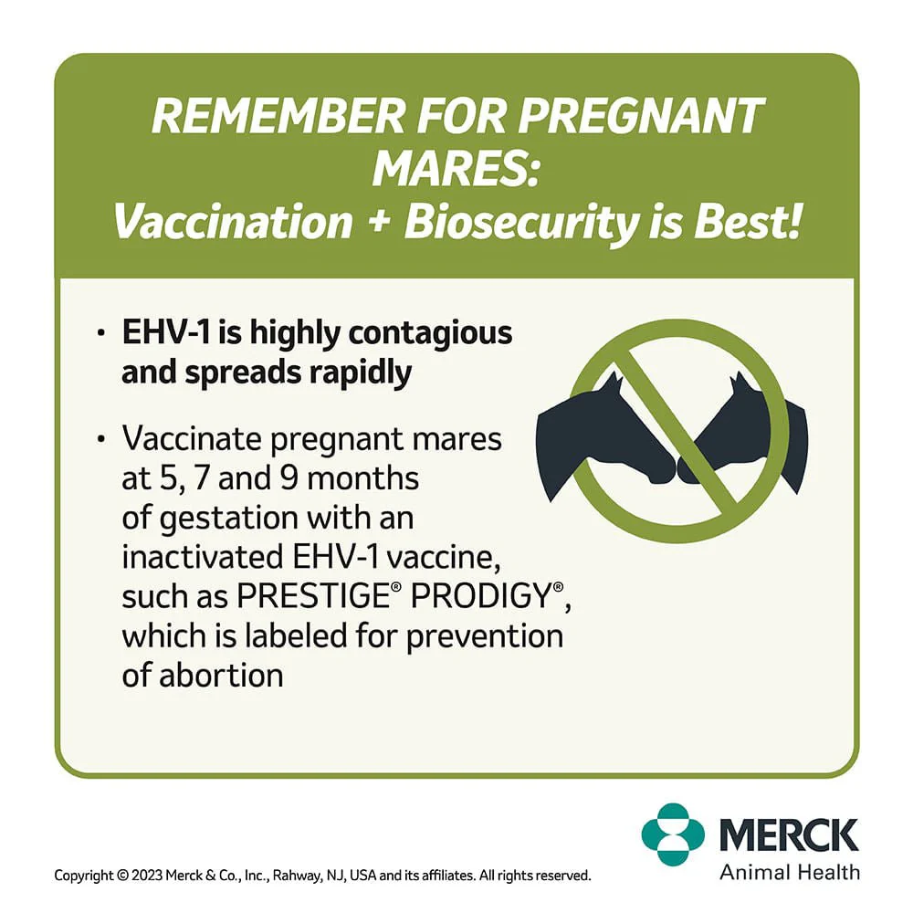 Prestige Prodigy - Buy Pet Shop