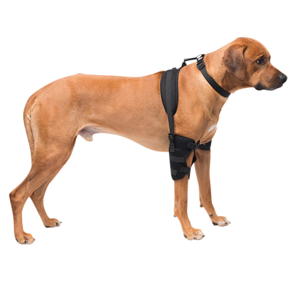 Caldera Pet Therapy Elbow Wrap with Therapy Gel, Large - Buy Pet Shop