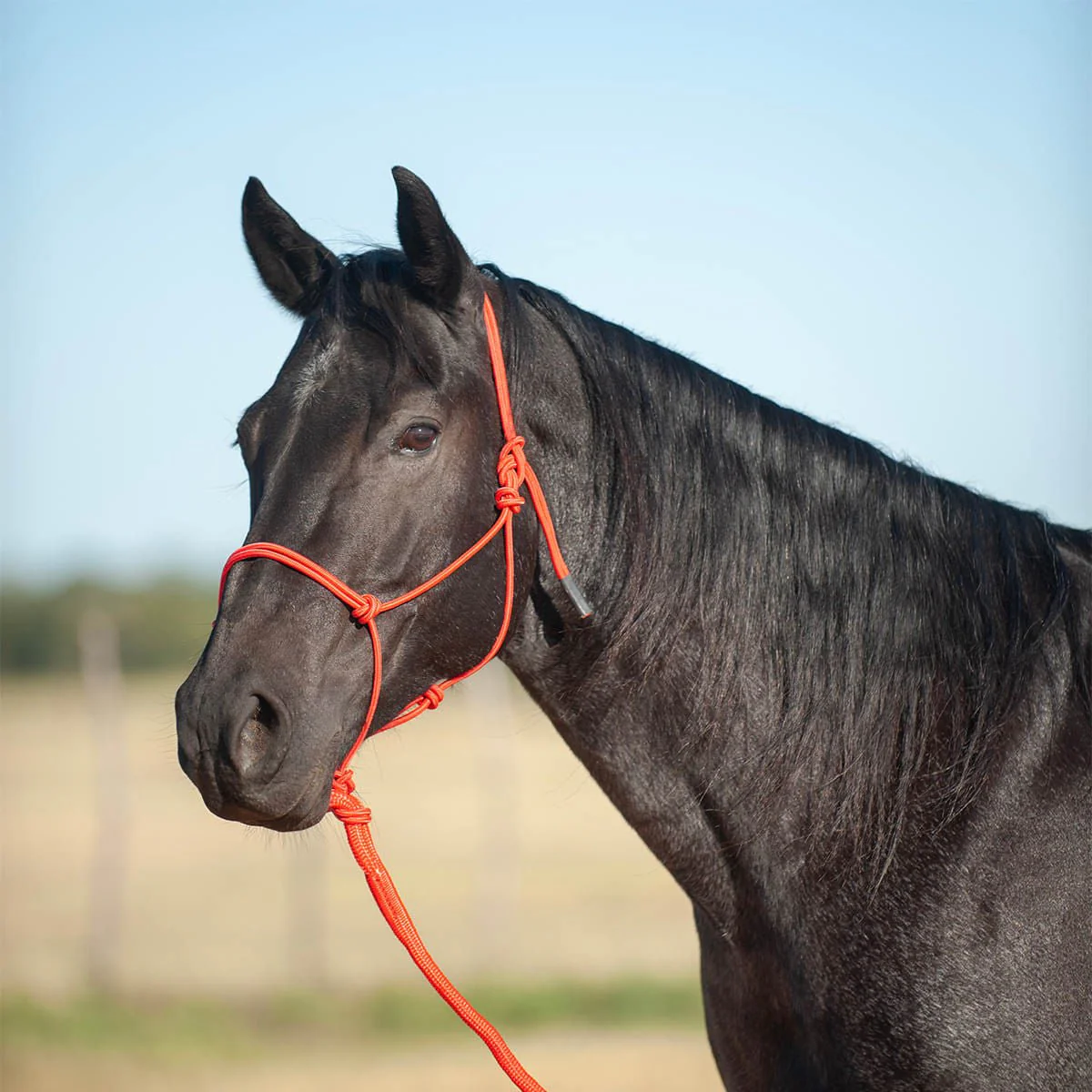 Classic Equine Econo Rope Halter with 8' Leadrope - Buy Pet Shop