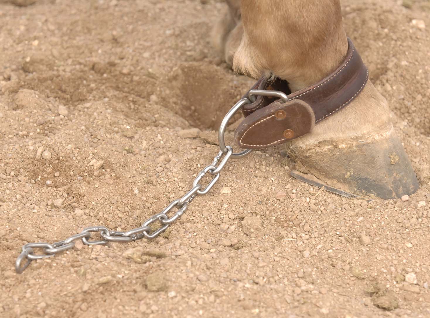 Al Dunning Kick Chain - Buy Pet Shop