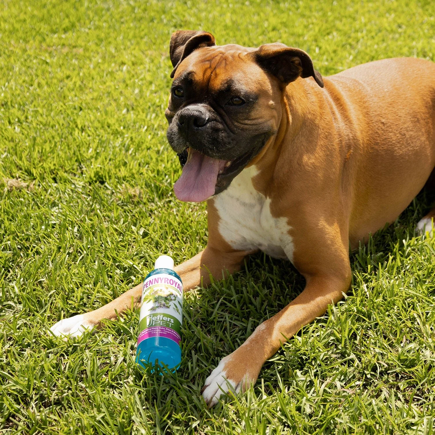 Pennyroyal Natural Shampoo for Dogs and Cats - Buy Pet Shop