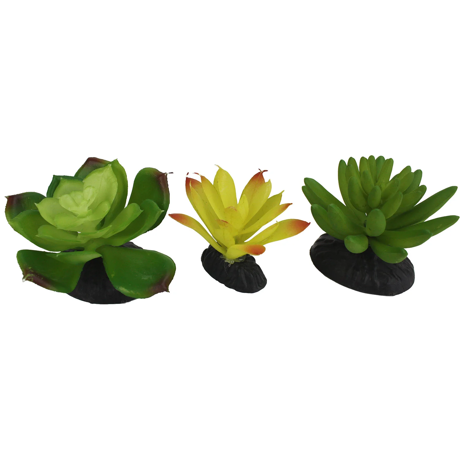 Komodo Succulent, 3 pk - Buy Pet Shop