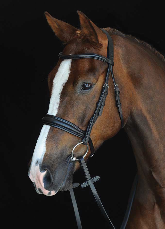 Collegiate Mono Crown Padded Raised Cavesson Bridle - Buy Pet Shop