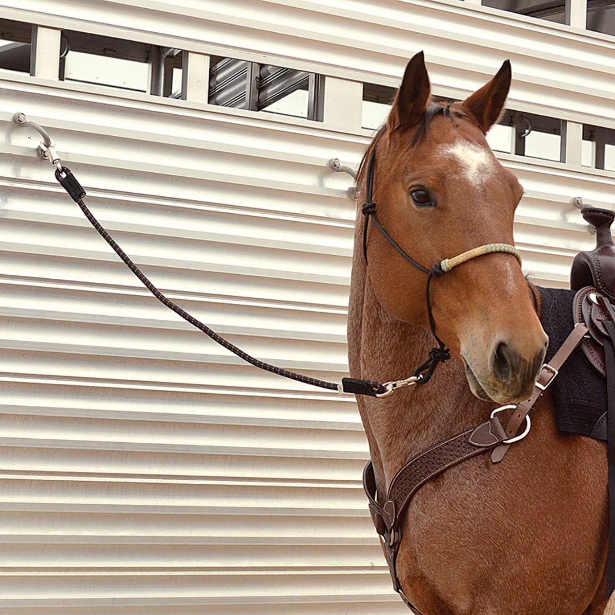 Cashel Triple Shock Cord - Buy Pet Shop