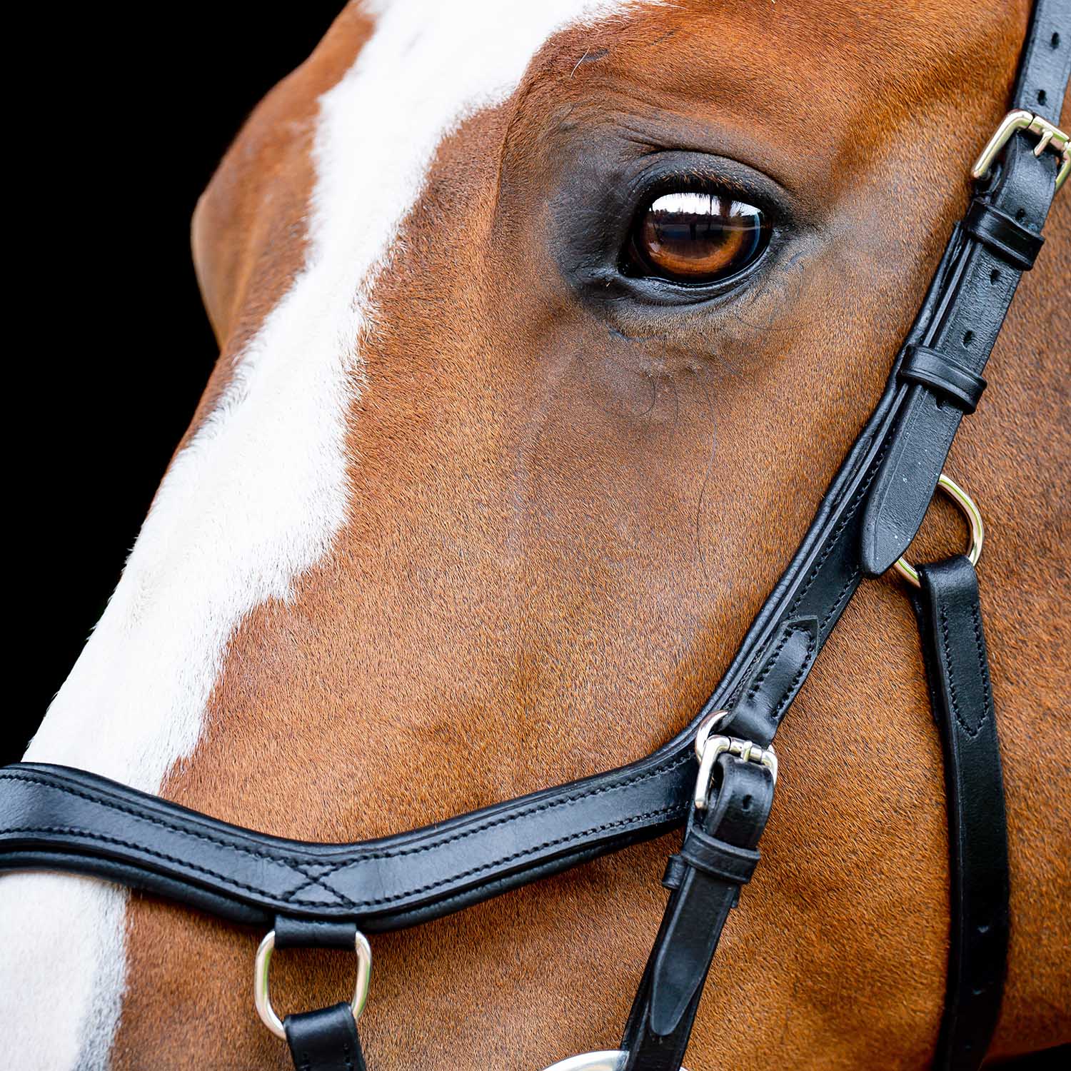 Micklem 2.0 Competition Bridle, Black - Buy Pet Shop