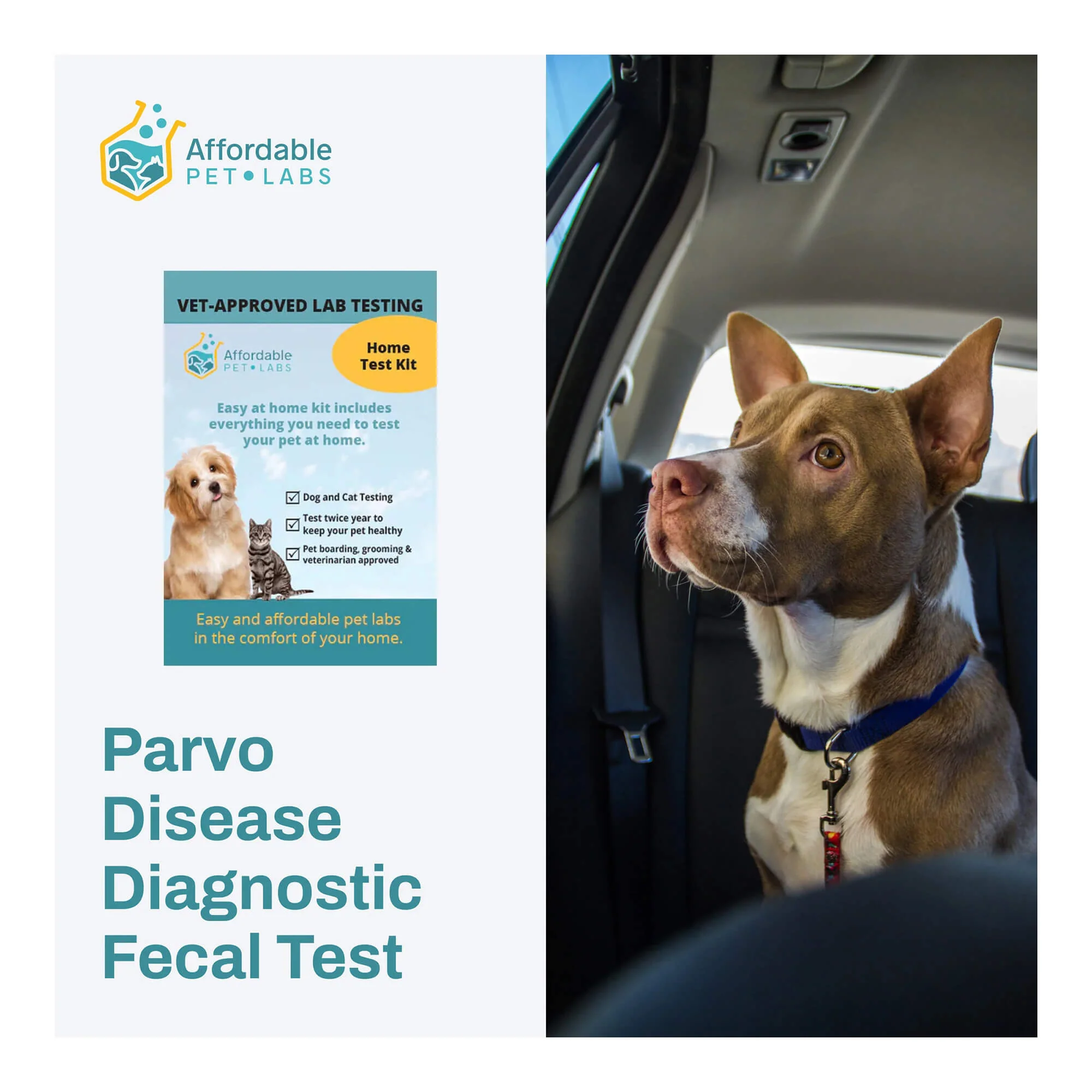 Affordable Pet Labs - Parvo Disease Diagnostic Fecal Test For Dogs, Easy Home Kit - Buy Pet Shop