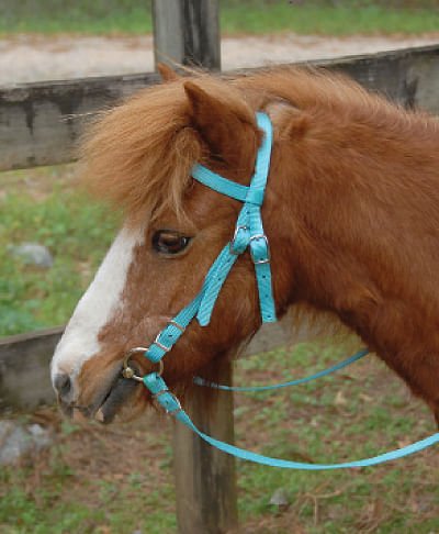 Triple E Miniature Nylon Headstall with Bit & Reins - Buy Pet Shop