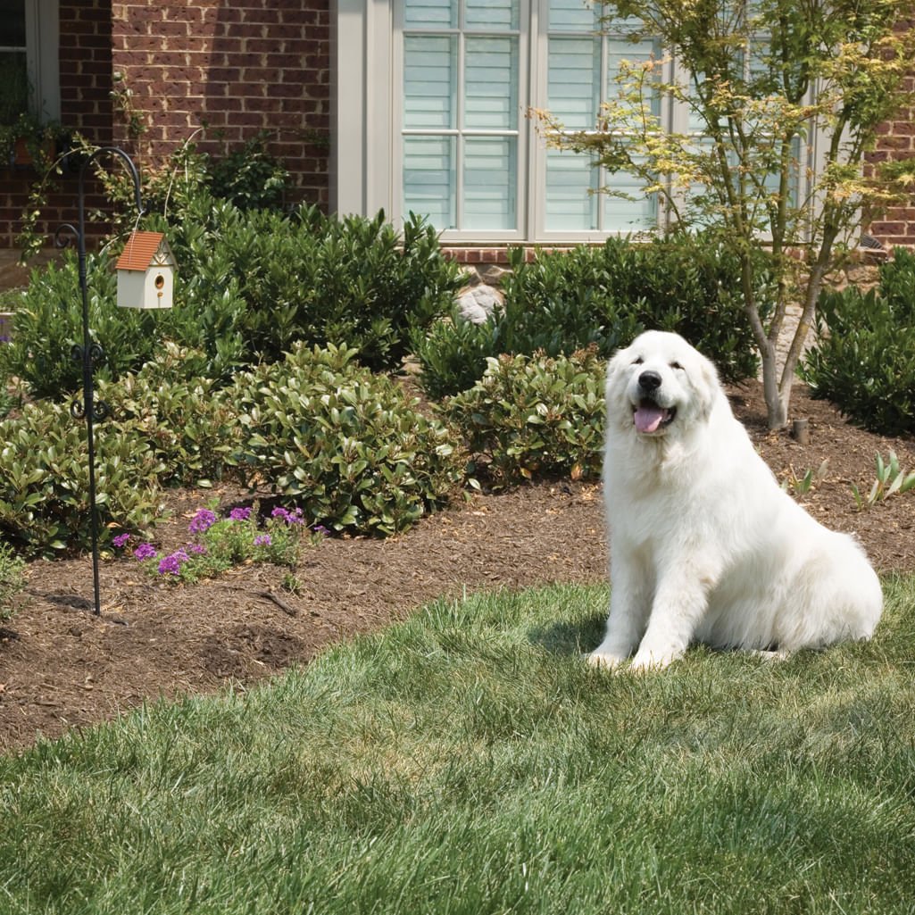 PetSafe Outdoor Dog Barking Control - Buy Pet Shop