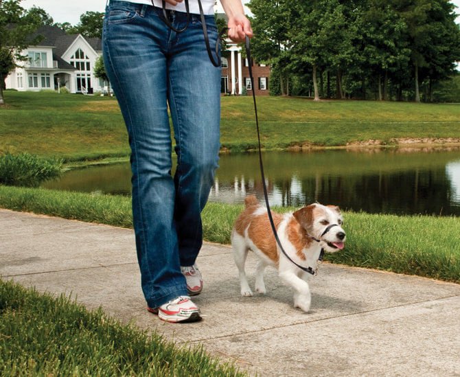 Gentle Leader Headcollar, small (up to 25 lb) - Buy Pet Shop