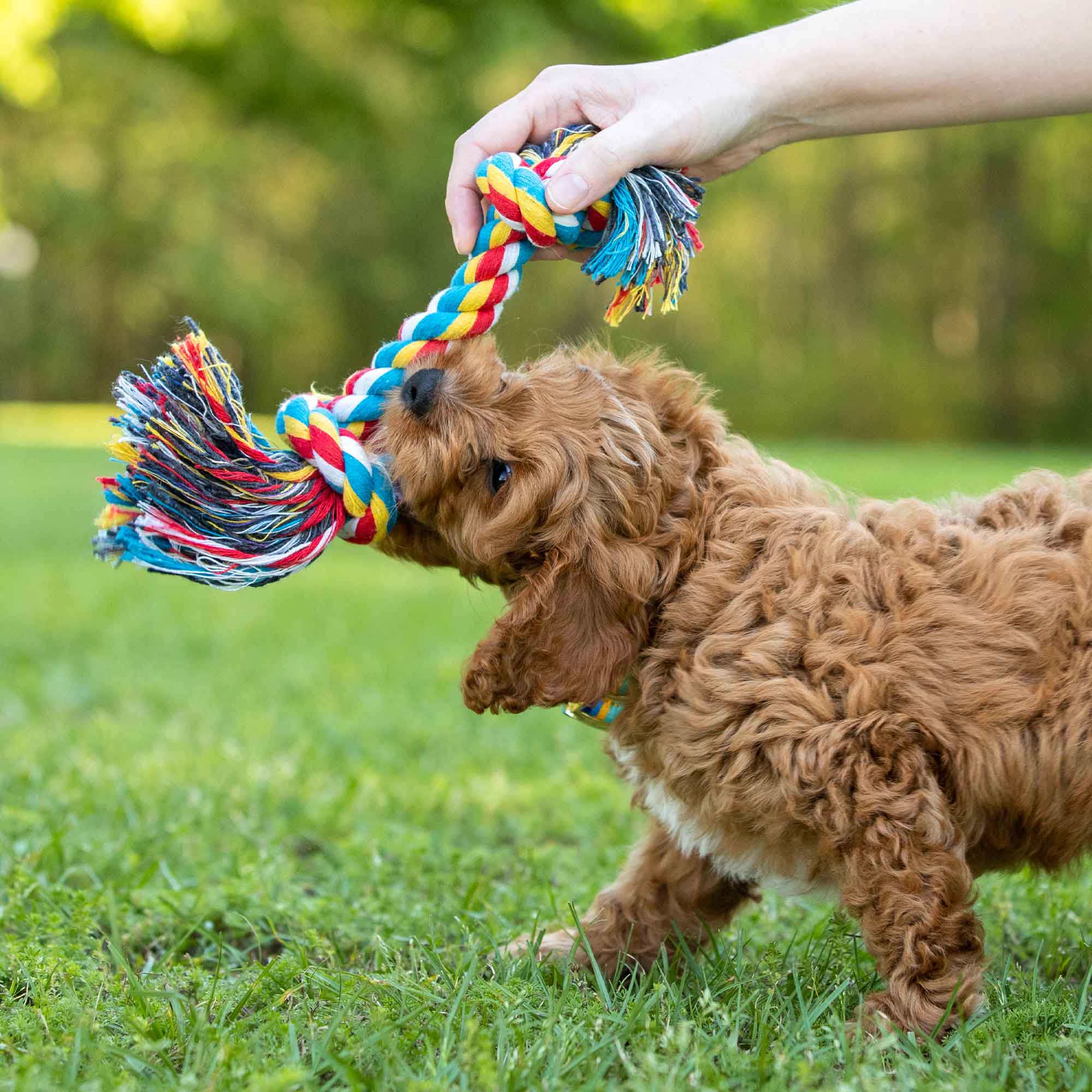 Multi-Colored Braided Rope Bone Tug Toy for Dogs - Buy Pet Shop