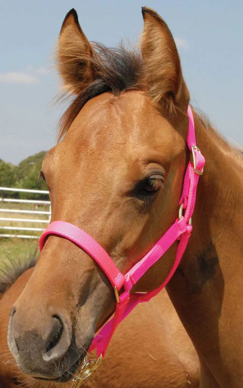 Nylon Foal & Pony Halter - Buy Pet Shop