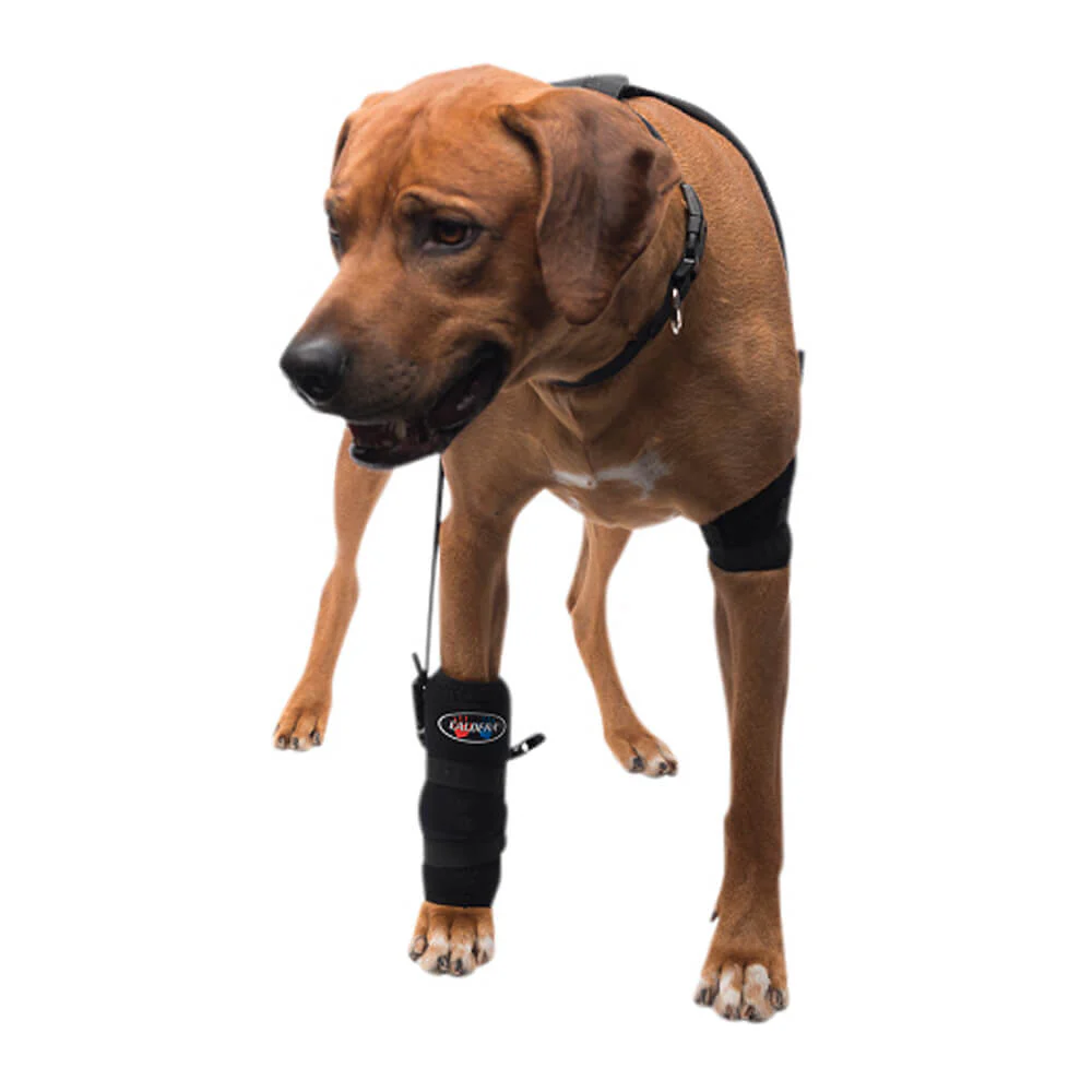 Caldera Pet Therapy Carpal Wrap with Therapy Gel, Large - Buy Pet Shop