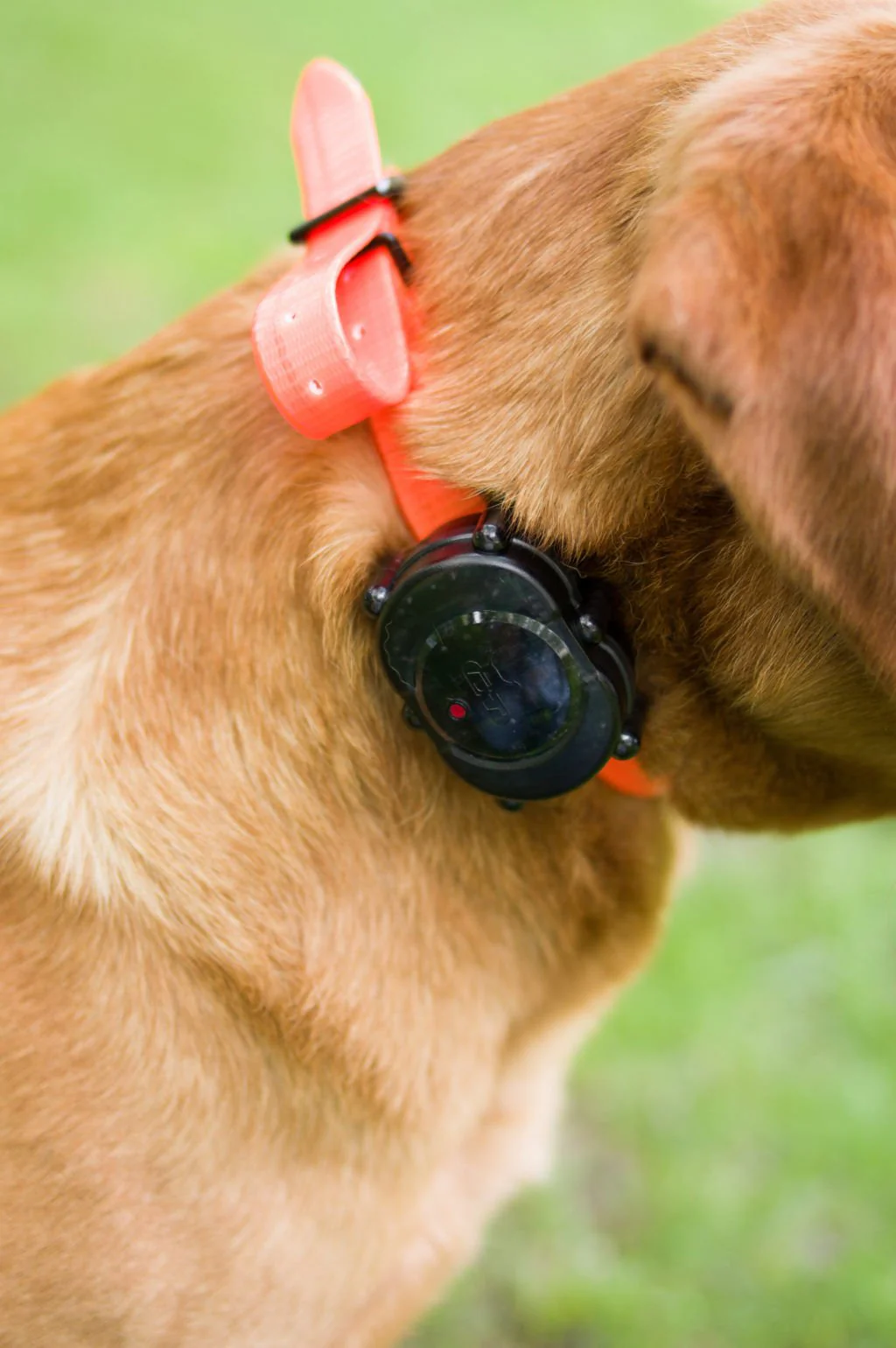 Mircro-iDT Plus Add-On Collar - Buy Pet Shop