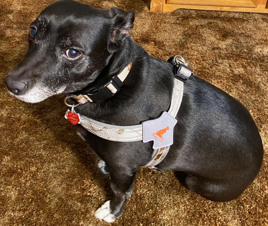 Doggy Tales Realtree Step In V Harness, Snow - Buy Pet Shop