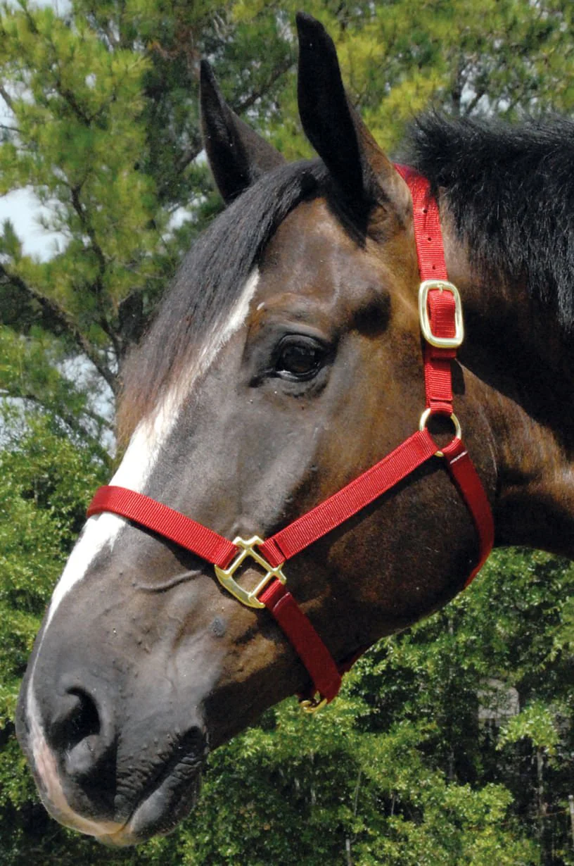 Premium Nylon Horse Halters - Buy Pet Shop