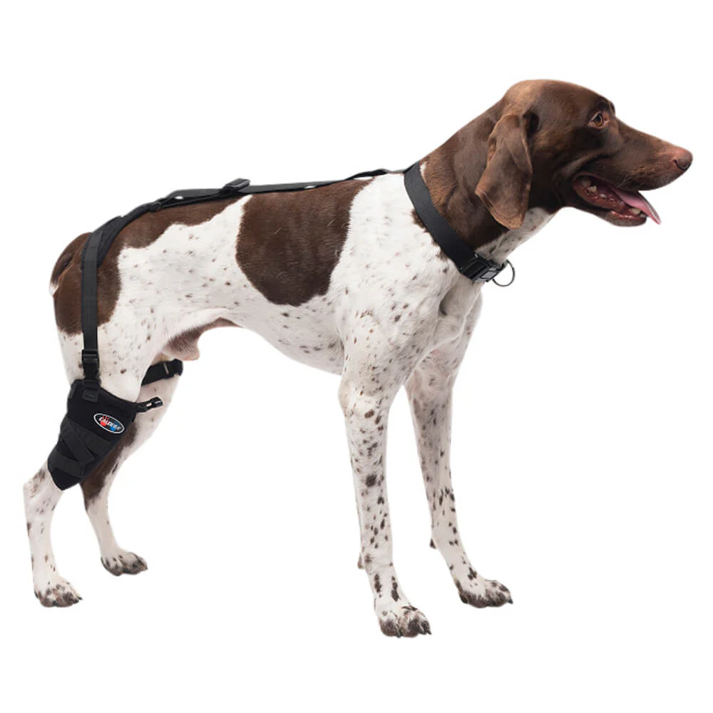 Caldera Pet Therapy Short Stifle Wrap with Therapy Gel, Medium - Buy Pet Shop