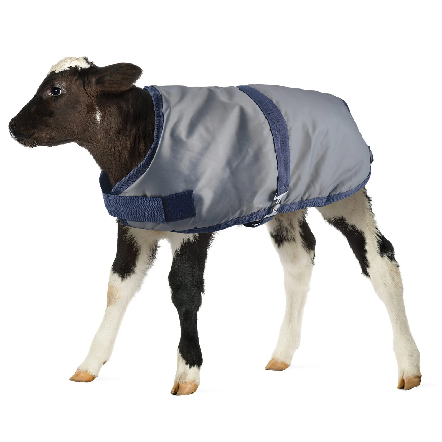 Kozee Kalf Insulated Calf Blanket, 600 Denier - Buy Pet Shop