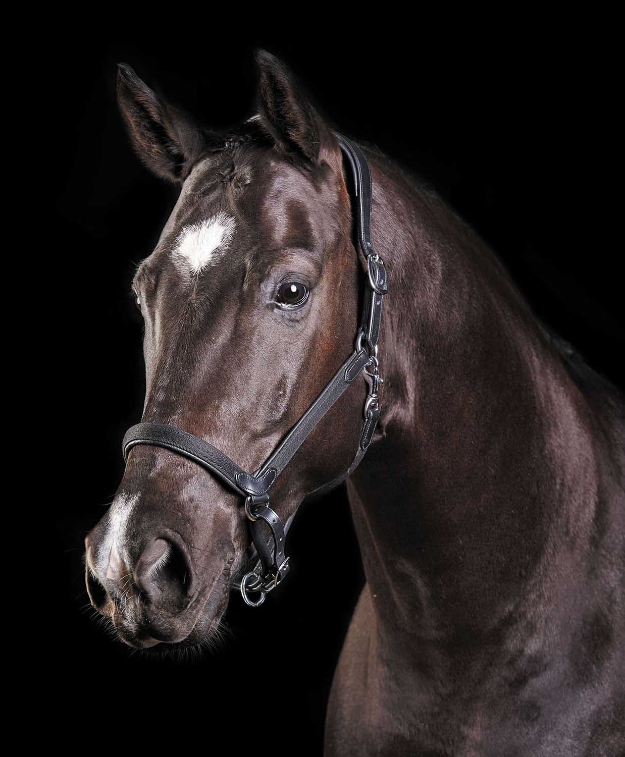 Collegiate ComFITec Halter - Buy Pet Shop