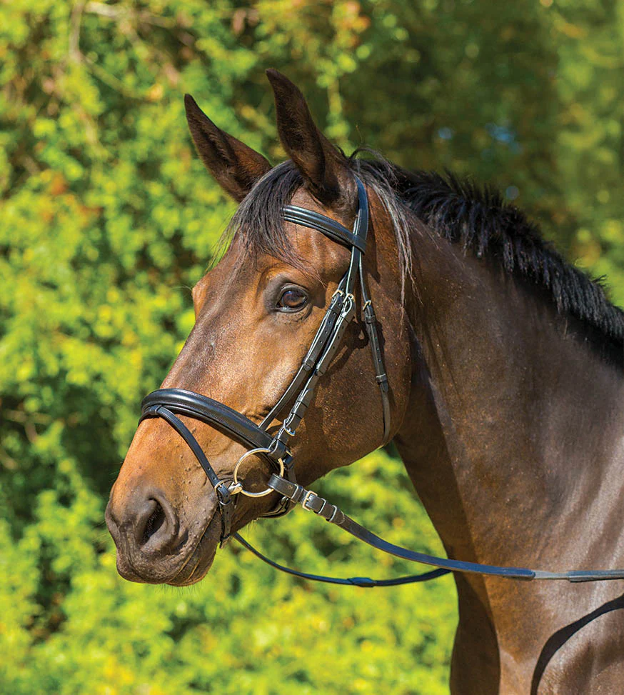 Avignon Aspen Dressage Bridle - Buy Pet Shop