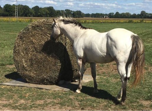 Tough 1 Round Bale Slow Feed 2x2 Hay Net for Horses - Buy Pet Shop