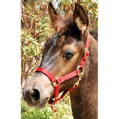 Adjustable Nylon Miniature Horse Halter - Buy Pet Shop