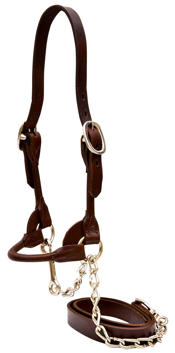 Weaver Leather Classic Rounded Cattle Show Halter, Small - Buy Pet Shop