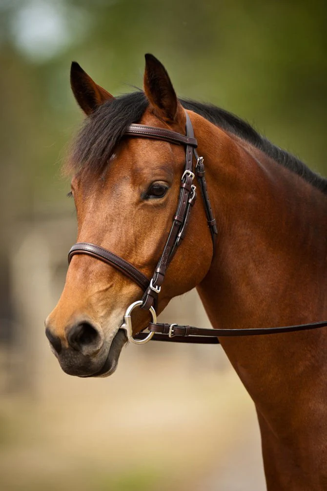Nunn Finer Event Bridle - Buy Pet Shop