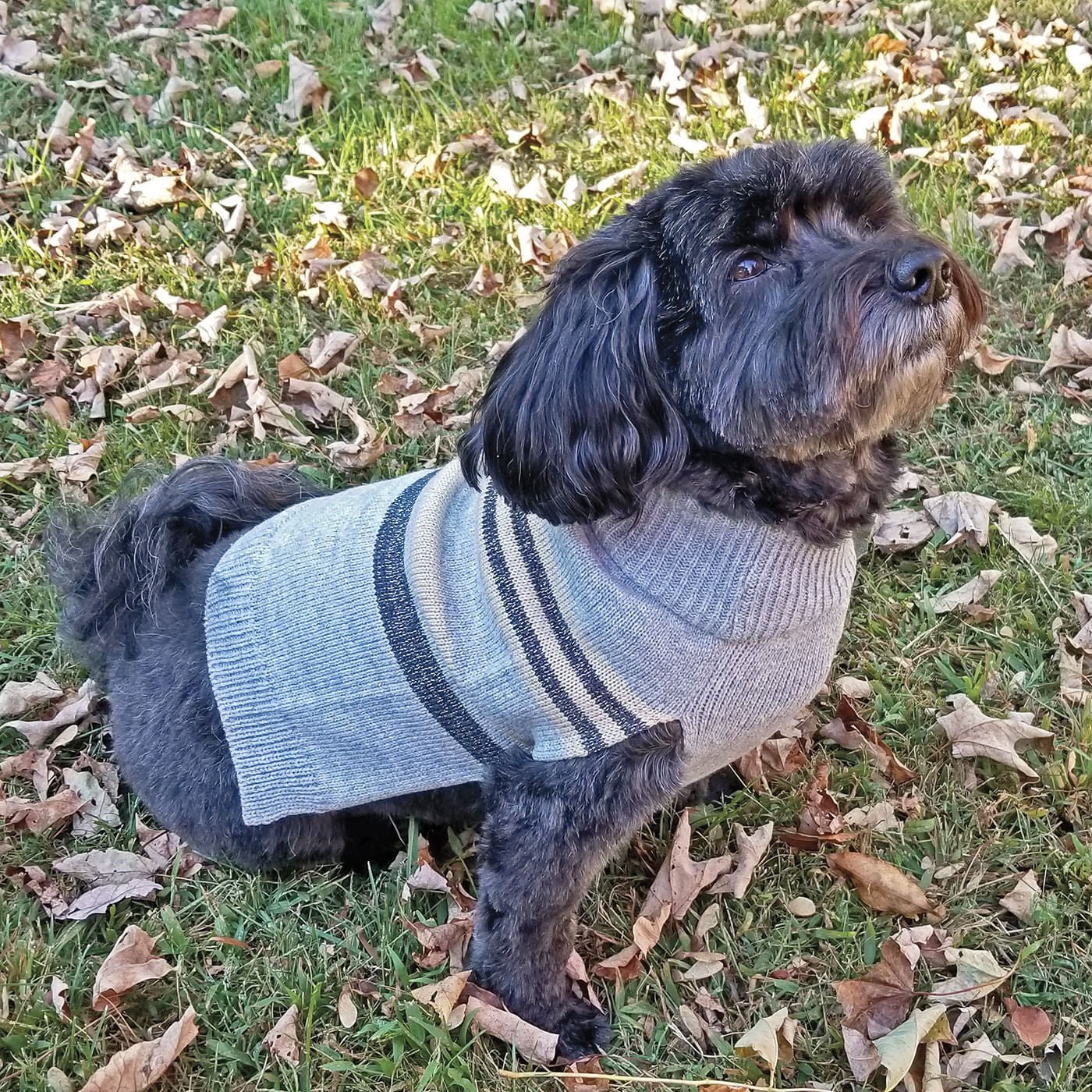 Shimmer Stripes Dog Sweater - Buy Pet Shop