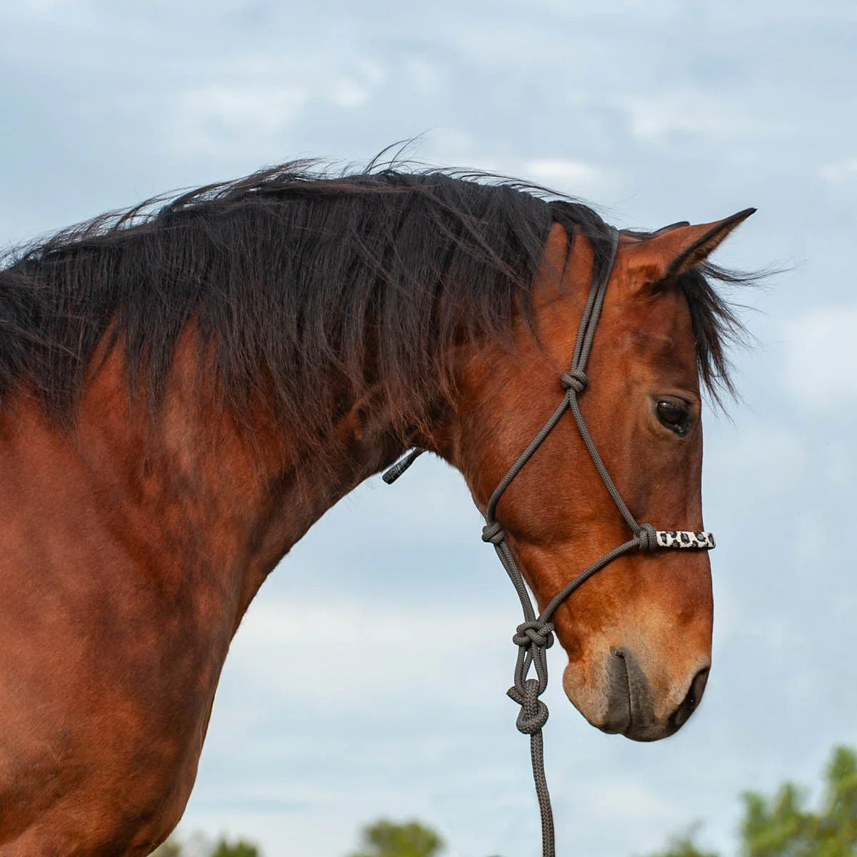 Cashel Beaded Leopard Rope Halter, Grey - Buy Pet Shop