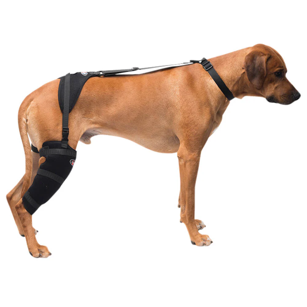 Caldera Pet Therapy Tall Stifle Wrap with Therapy Gel - Buy Pet Shop