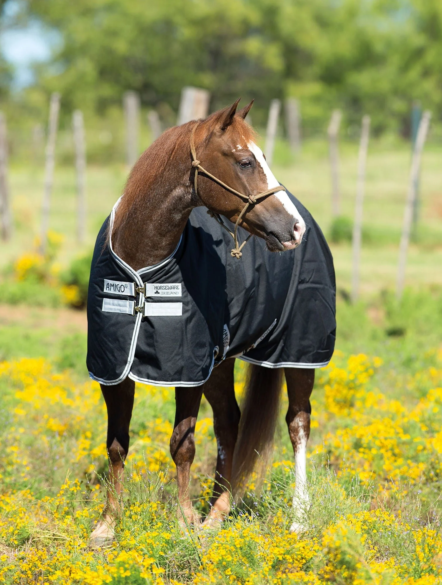 Amigo Stock Horse Lightweight Turnout Sheet - Buy Pet Shop