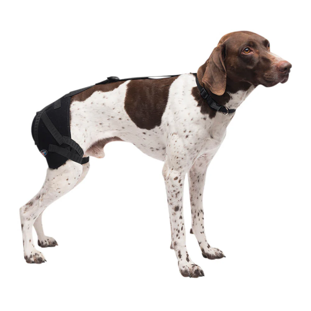 Caldera Pet Therapy Hip Wrap with Therapy Gel - Buy Pet Shop
