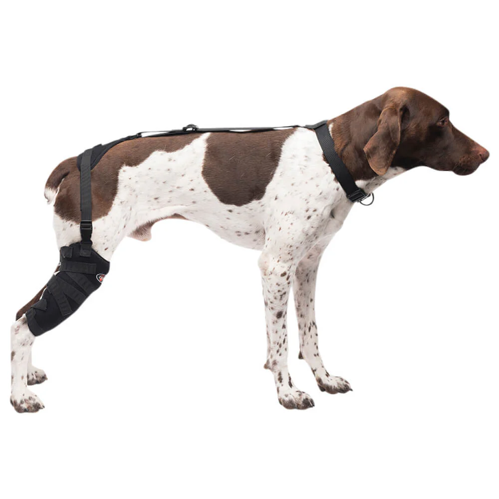 Caldera Pet Therapy Tall Stifle Wrap with Therapy Gel - Buy Pet Shop