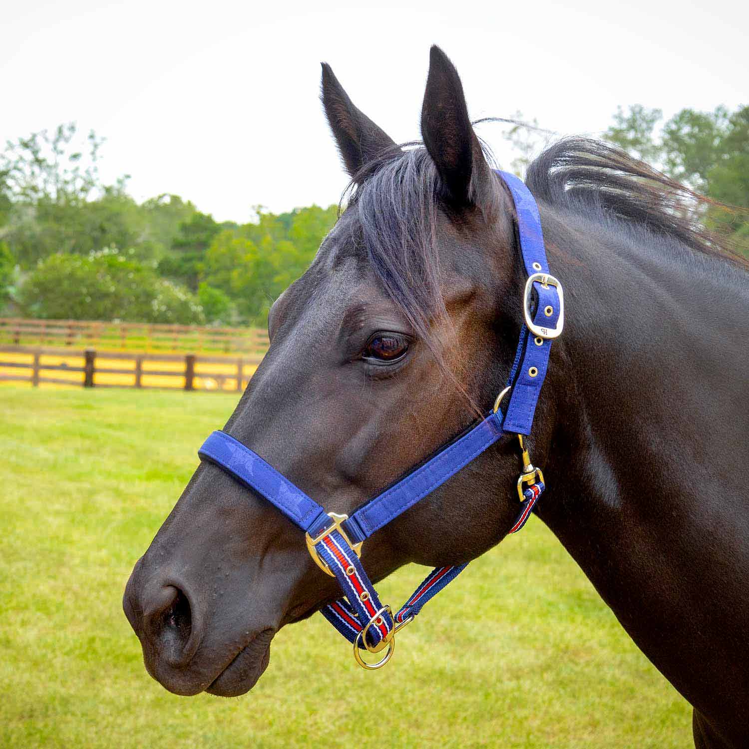 Poplar Head Nylon Horse Halter & Lead Matching Set, Full Size - Buy Pet Shop