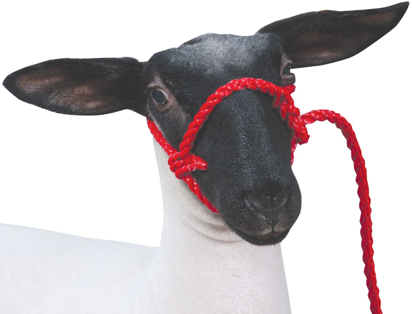 Weaver Leather Sheep & Goat Poly Rope Halter - Buy Pet Shop