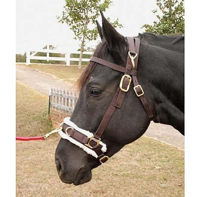 Lunging Cavesson with Fleece-lined Nose for Horses, 800-1200 lbs - Buy Pet Shop