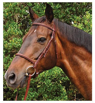 Weatherbeeta Kincade Plain Raised Bridle, Full size - Buy Pet Shop