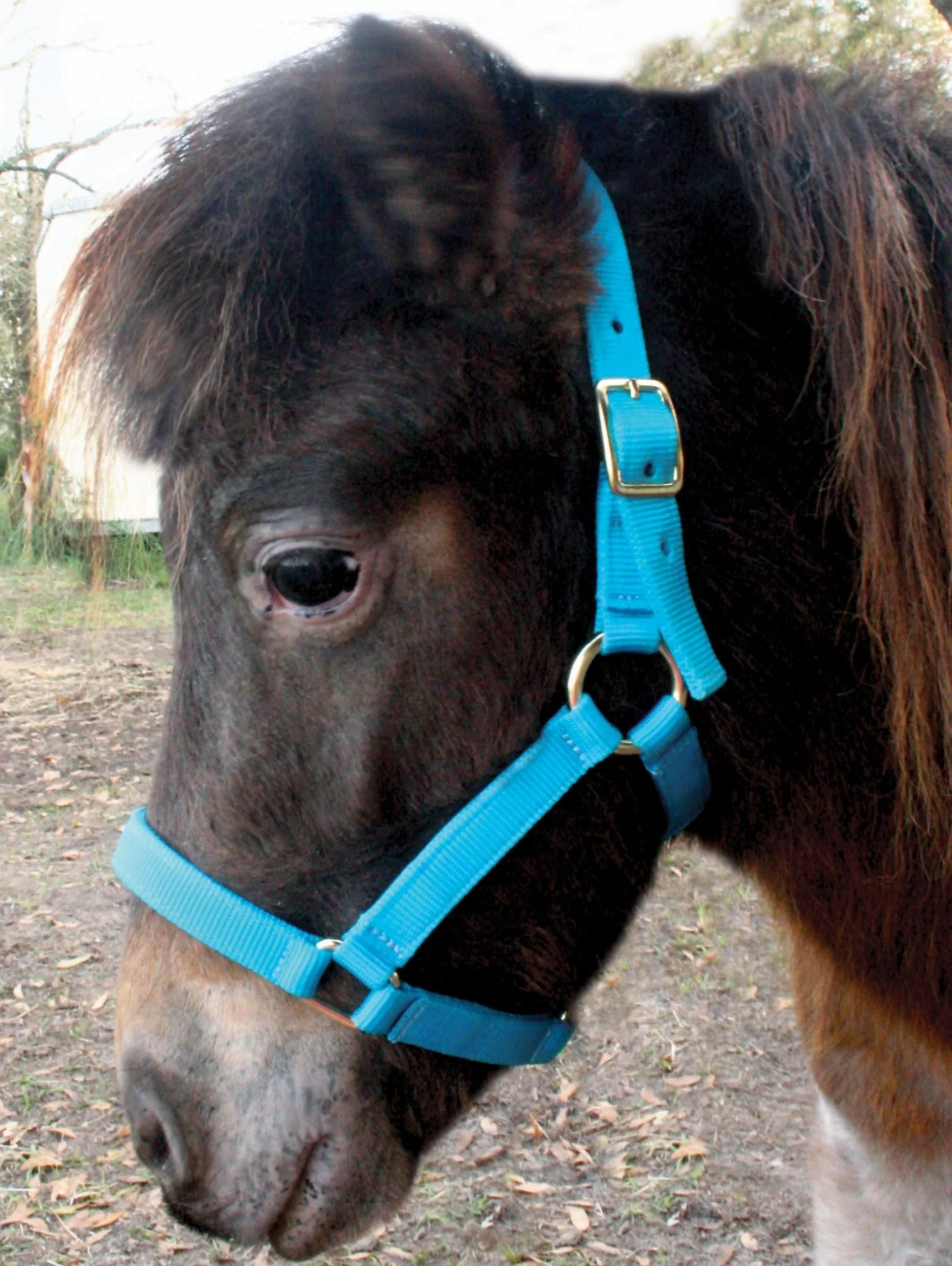 Nylon Miniature Horse Halter - Buy Pet Shop