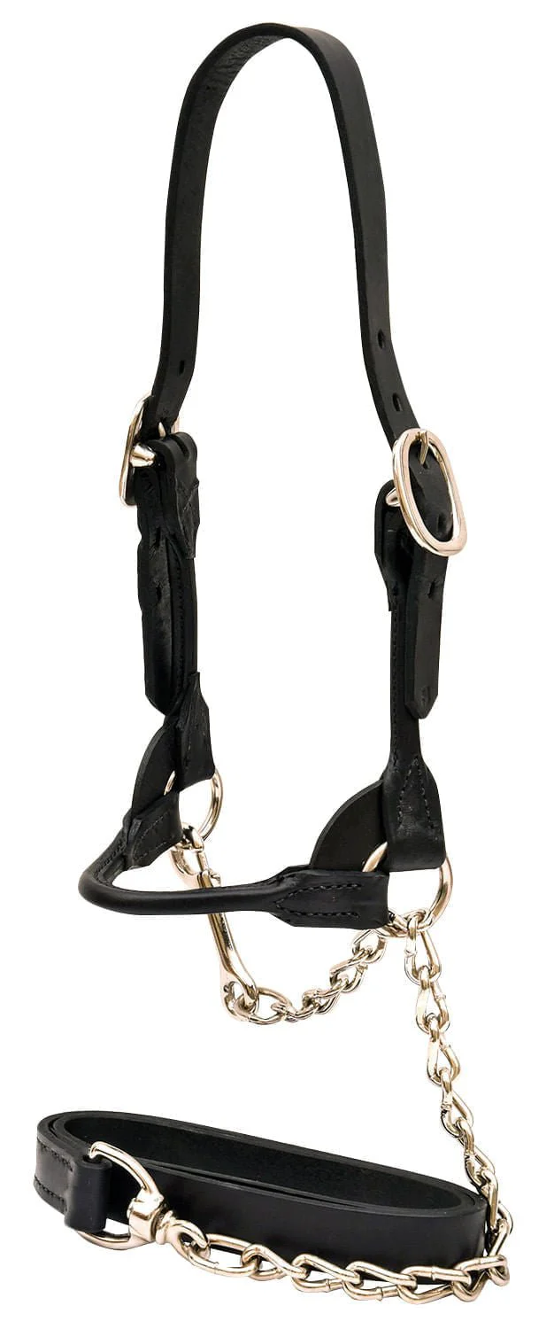 Weaver Leather Classic Rounded Cattle Show Halter, Large - Buy Pet Shop