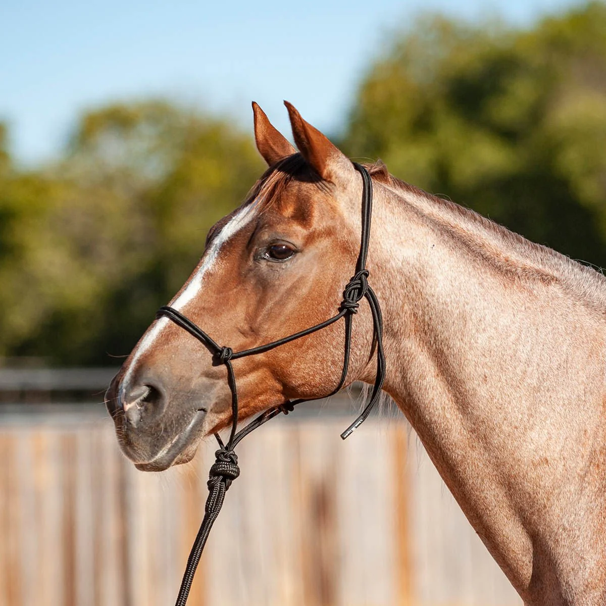 Classic Equine Econo Rope Halter with 8' Leadrope - Buy Pet Shop