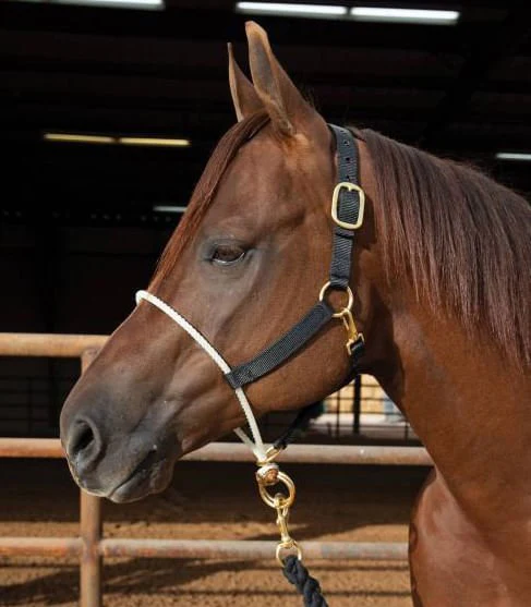 Rope Nose Nylon Halter - Buy Pet Shop