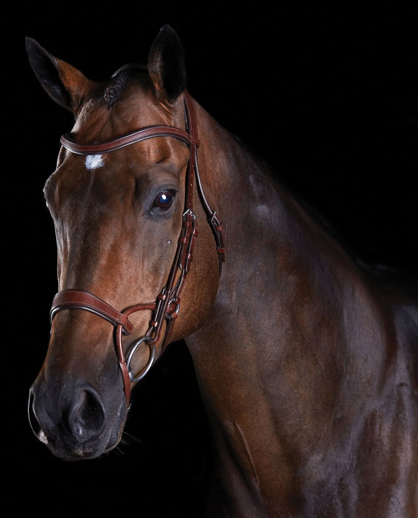 Collegiate ComFITec Training Bridle - Buy Pet Shop