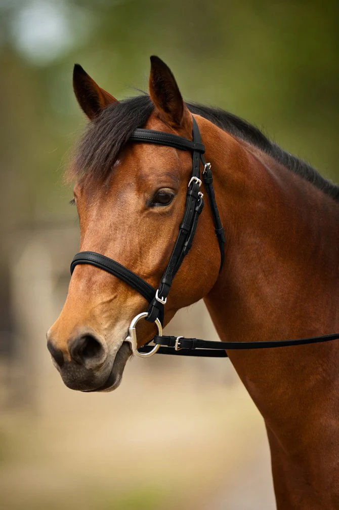 Nunn Finer Event Bridle - Buy Pet Shop