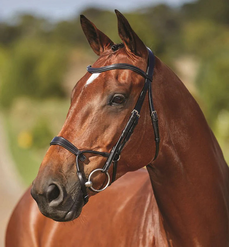 Collegiate ComFITec Training Bridle - Buy Pet Shop