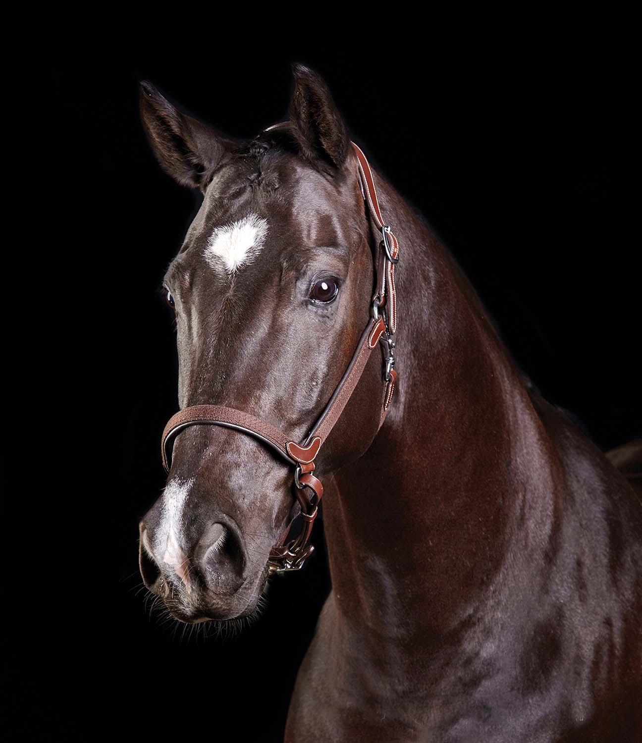 Collegiate ComFITec Halter - Buy Pet Shop