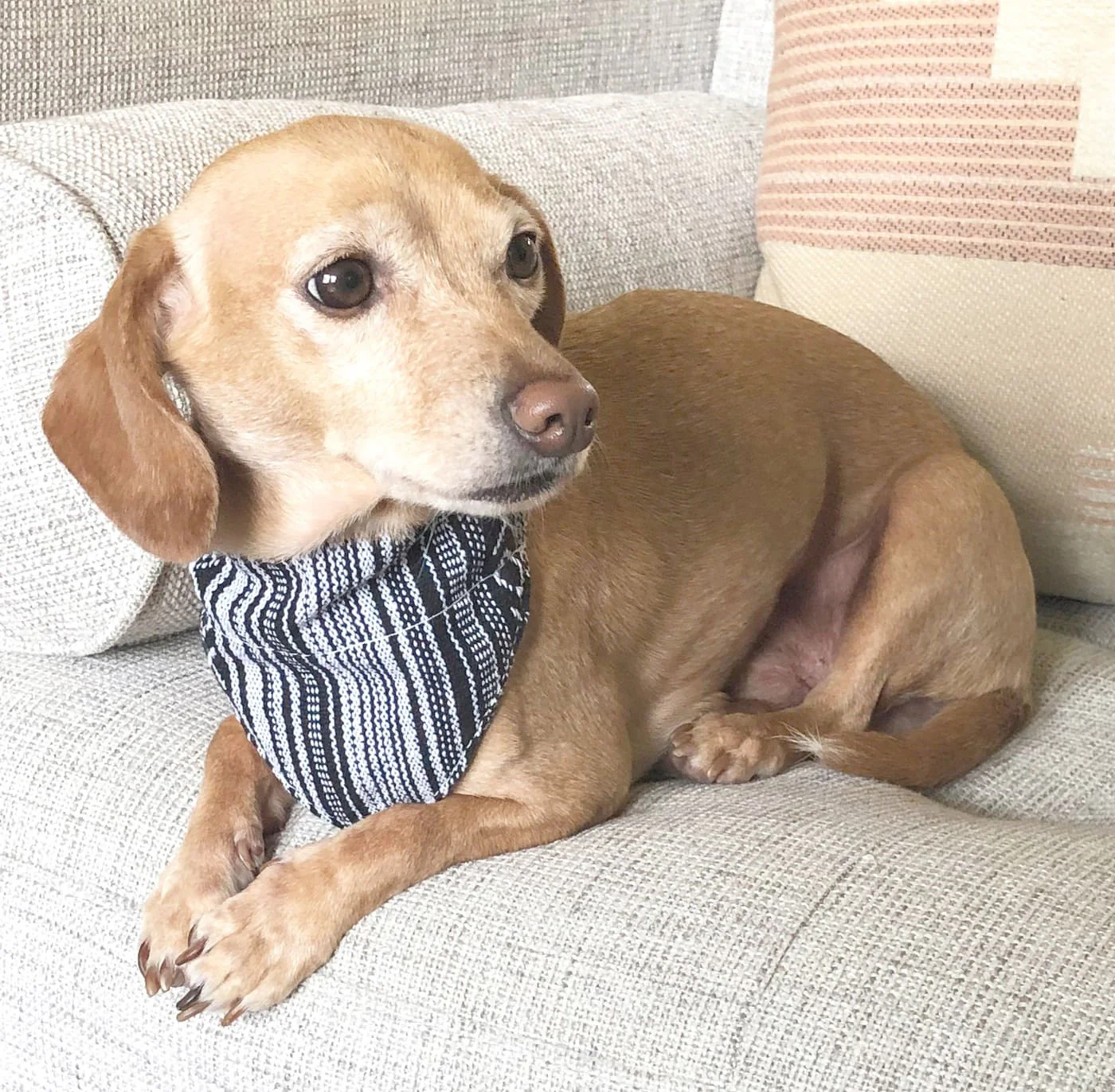 Walking Palm Dog Bandana - Buy Pet Shop