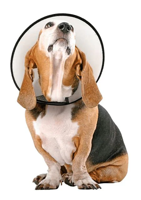 Vet Worthy Protective Cone Collar - Buy Pet Shop