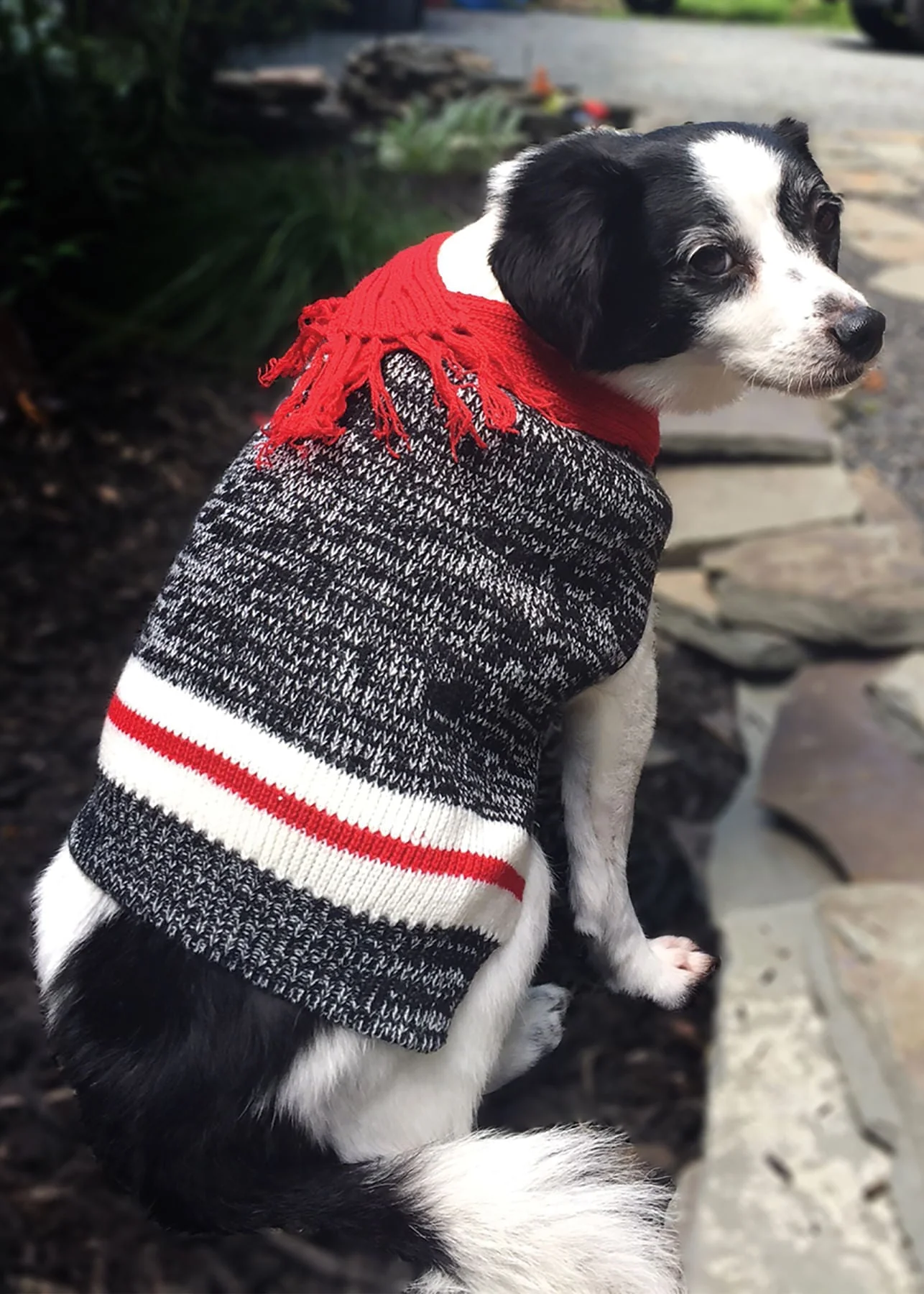 Twisted Yarn Dog Sweater - Buy Pet Shop